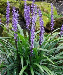 Future Forests Liriope Muscari