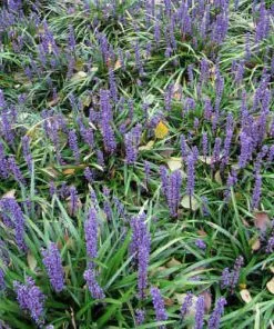 Future Forests Liriope Muscari