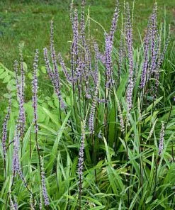 Future Forests Liriope Muscari