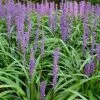 Future Forests Liriope Muscari Moneymaker