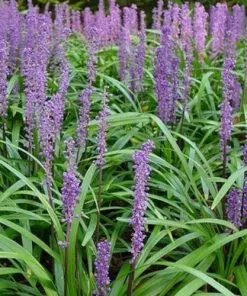 Future Forests Liriope Muscari Moneymaker