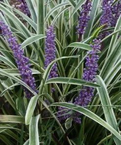 Future Forests Liriope Muscari Variegata