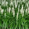Future Forests Liriope Muscari Monroe White More