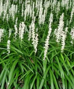 Future Forests Liriope Muscari Monroe White More