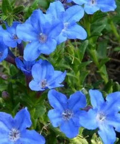 Future Forests Lithodora Diffusa Heavenly Blue Shrubs