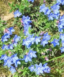 Future Forests Lithodora Diffusa Heavenly Blue Shrubs