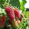 Future Forests Loganberry Thornless Fruit 2 Future Forests Loganberry Thornless Fruit