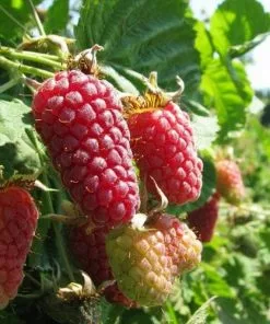 Future Forests Loganberry Thornless Fruit