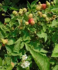 Future Forests Loganberry Thornless Fruit