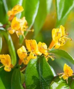 Future Forests Climbers Lonicera Henryi Copper Beauty