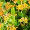 Future Forests Climbers Lonicera Henryi Copper Beauty 2 Future Forests Climbers Lonicera Henryi Copper Beauty