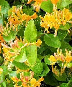 Future Forests Climbers Lonicera Henryi Copper Beauty