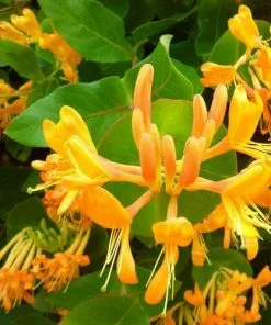 Future Forests Climbers Lonicera Henryi Copper Beauty