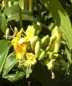 Future Forests Climbers Lonicera Henryi Copper Beauty