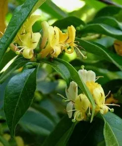 Future Forests Climbers Lonicera Henryi Copper Beauty