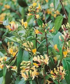 Future Forests Climbers Lonicera Henryi Copper Beauty
