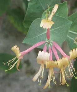 Future Forests More Lonicera Americana