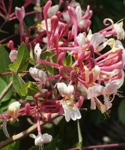 Future Forests More Lonicera Americana