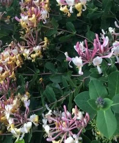 Future Forests More Lonicera Americana