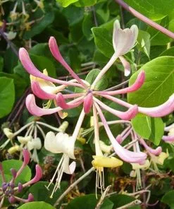 Future Forests More Lonicera Americana