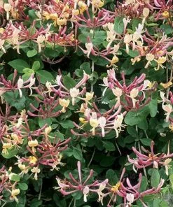 Future Forests More Lonicera Americana