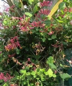 Future Forests More Lonicera Americana