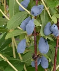 Future Forests Honeyberry - Lonicera Caerulea Siniczka