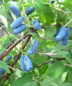 Future Forests Honeyberry - Lonicera Caerulea Siniczka