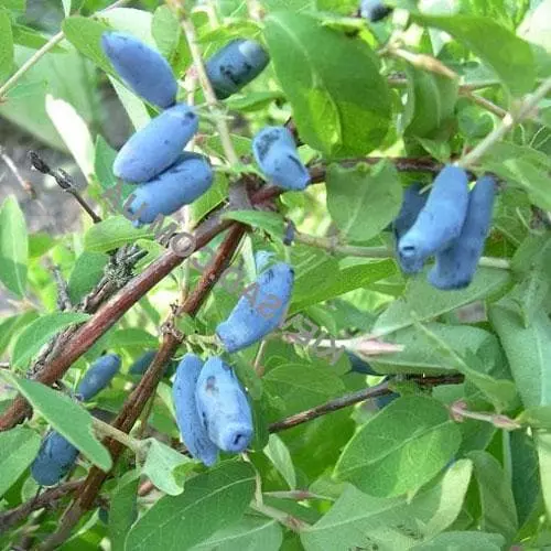 Future Forests Honeyberry - Lonicera Caerulea Siniczka 4 Future Forests Honeyberry - Lonicera Caerulea Siniczka