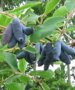 Future Forests Honeyberry - Lonicera Caerulea Siniczka 7 Future Forests Honeyberry - Lonicera Caerulea Siniczka