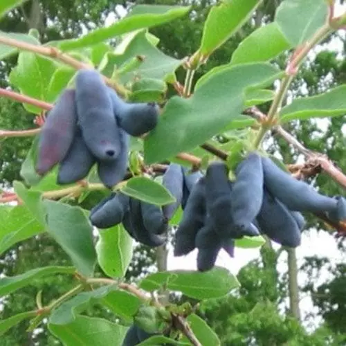 Future Forests Honeyberry - Lonicera Caerulea Siniczka 5 Future Forests Honeyberry - Lonicera Caerulea Siniczka
