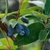 Future Forests Honeyberry - Lonicera Caerulea Uspiech