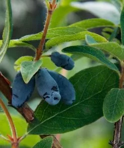 Future Forests Honeyberry - Lonicera Caerulea Uspiech