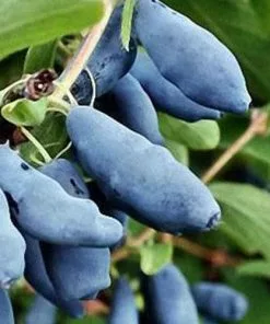 Future Forests Honeyberry - Lonicera Caerulea Uspiech
