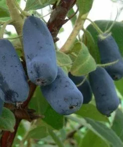 Future Forests Honeyberry - Lonicera Caerulea Honeybee®