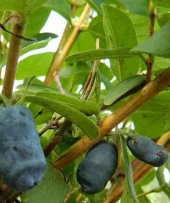 Future Forests Honeyberry - Lonicera Caerulea Honeybee®