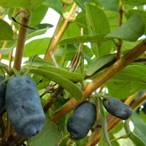 Future Forests Honeyberry - Lonicera Caerulea Honeybee® 4 Future Forests Honeyberry - Lonicera Caerulea Honeybee®