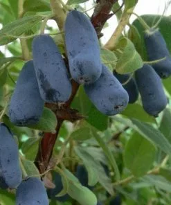 Future Forests Fruit Honeyberry - Lonicera Caerulea Var. Kamtschatica