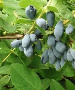 Future Forests Fruit Honeyberry - Lonicera Caerulea Var. Kamtschatica