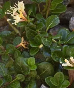 Future Forests Lonicera Crassifolia Shrubs