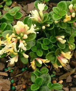 Future Forests Lonicera Crassifolia Shrubs