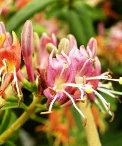 Future Forests More Lonicera Henryi