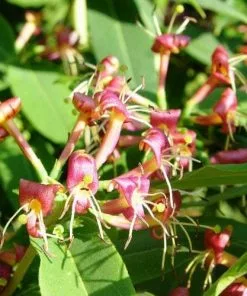 Future Forests More Lonicera Henryi