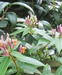 Future Forests More Lonicera Henryi