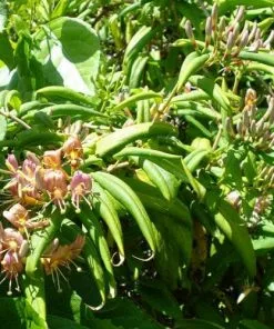 Future Forests More Lonicera Henryi