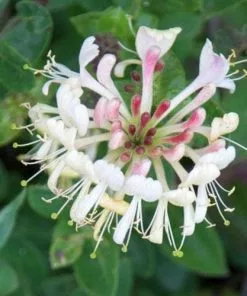 Future Forests Lonicera Periclymenum Graham Thomas Climbers