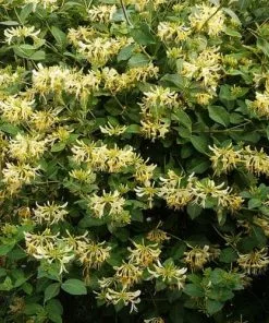 Future Forests Lonicera Periclymenum Graham Thomas Climbers