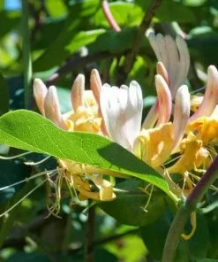 Future Forests Lonicera Periclymenum Graham Thomas Climbers