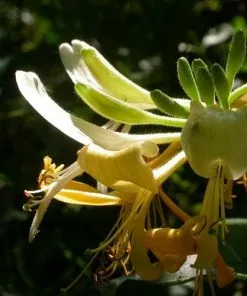 Future Forests Lonicera Periclymenum Graham Thomas Climbers