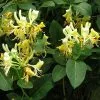 Future Forests Lonicera Periclymenum Graham Thomas Climbers
